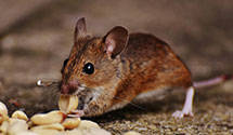 24 Hour & Emergency Exterminators in Petersburg, VA